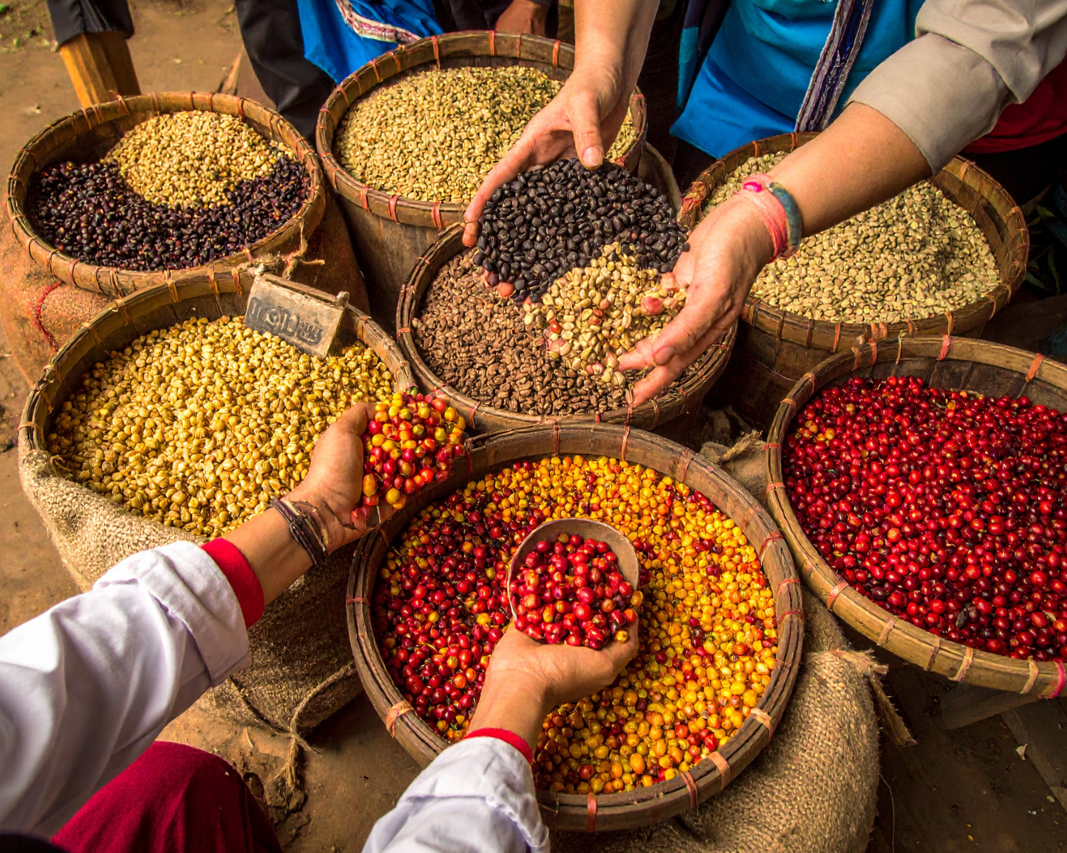 The Barista’s Path: From Bean to Cup: Chapter 1.