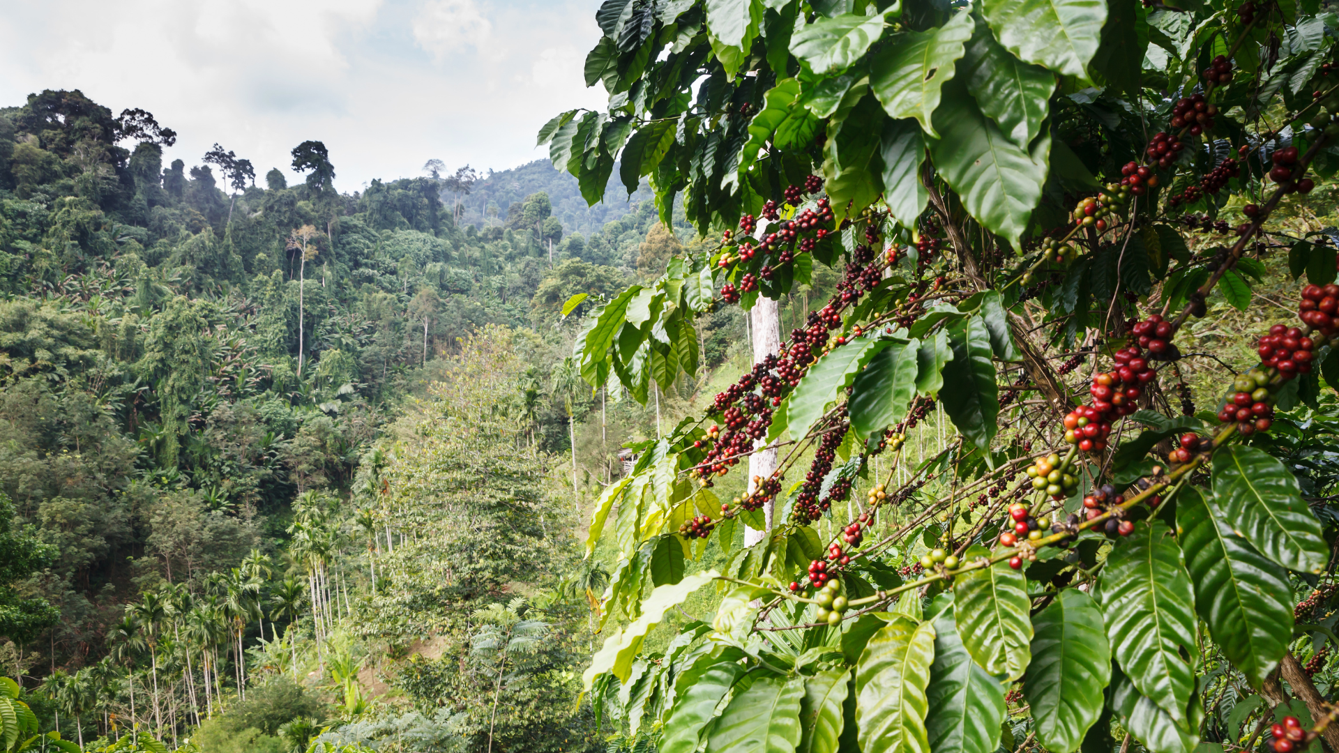 High on the Highlands: Exploring Kenya’s Coffee Country.