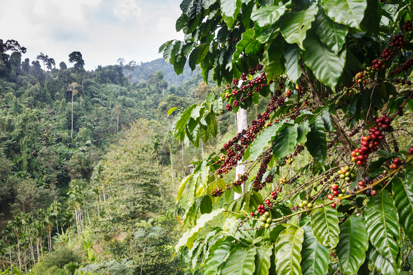 High on the Highlands: Exploring Kenya’s Coffee Country