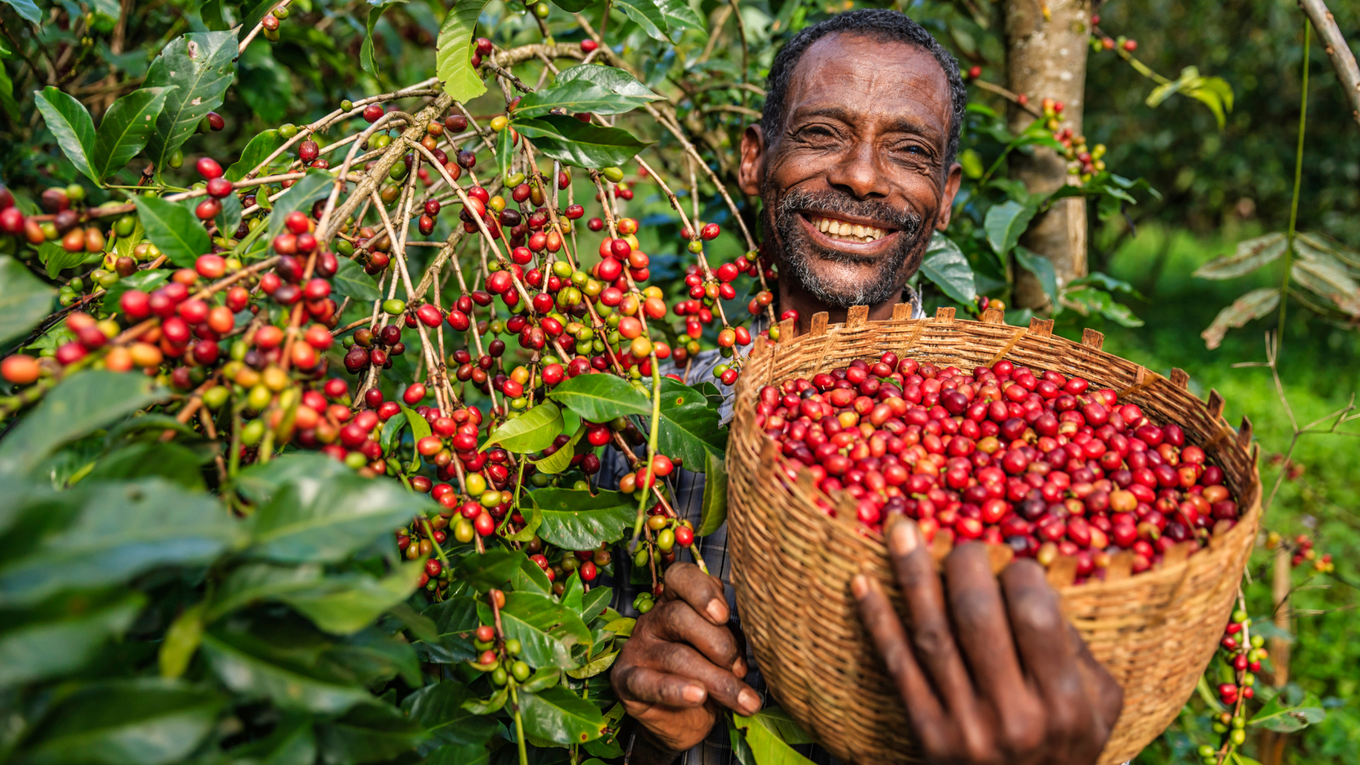 Brewing a Greener Future: How Organic Kenyan Coffee is Transforming the Industry.