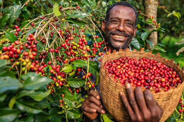 Brewing a Greener Future: How Organic Kenyan Coffee is Transforming the Industry