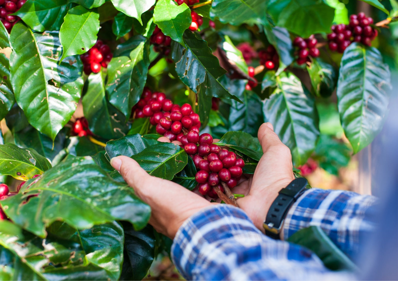 Biodiversity in Kenyan Coffee Farms.