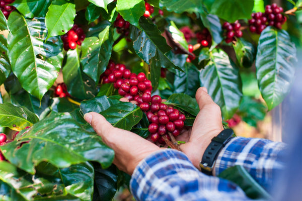 Why Kenyan Coffee is Among the World's Best: A Deep Dive with Café Nairobi