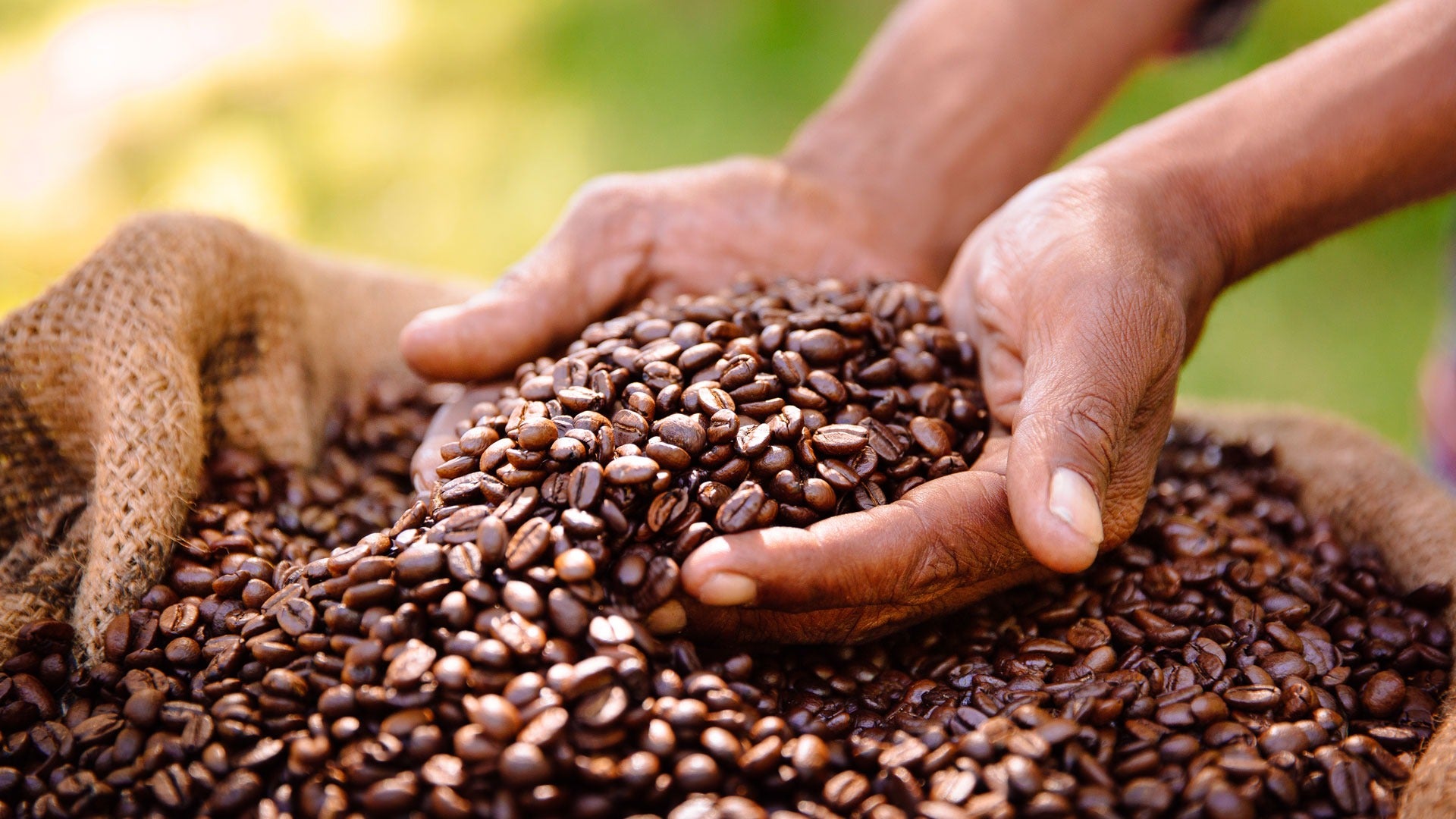 Hands holding Roasted coffee beans from Cafe Nairobi