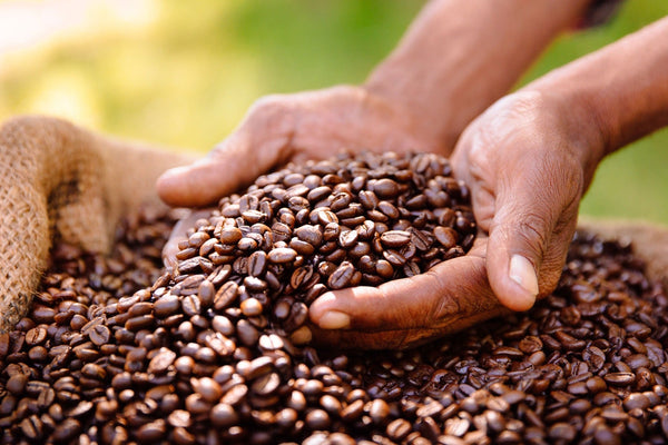 What Makes Premium Coffee? The Craftsmanship Behind Kenyan Specialty Coffee Beans