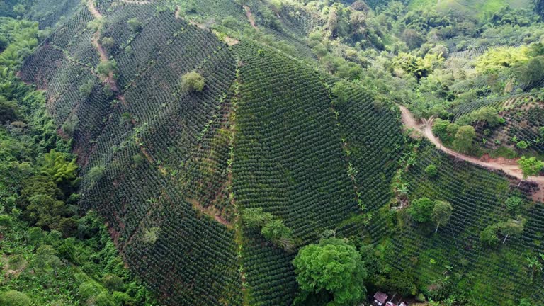 Kenya Coffee Plantation