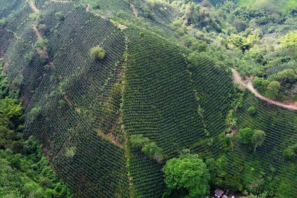 Secret Behind Kenya's Premium Coffee: Mountain-Grown Beans