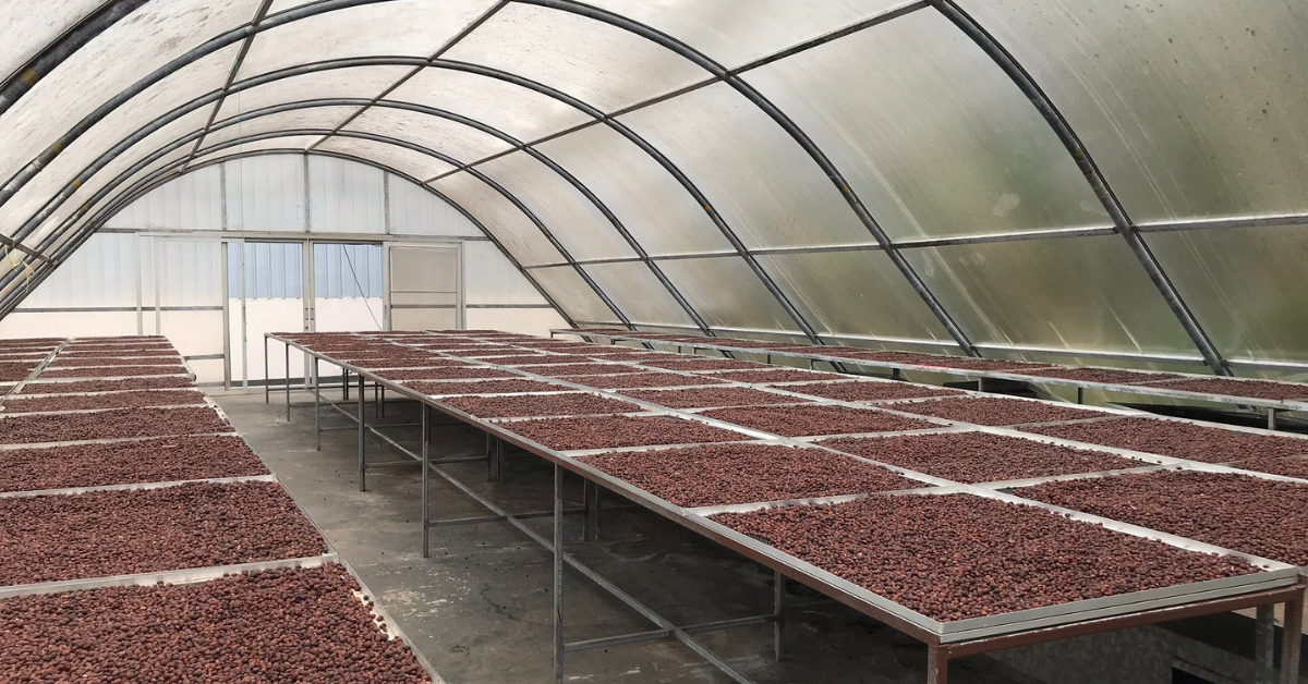 Solar greenhouse drying in Kenya for mold-free coffee beans.