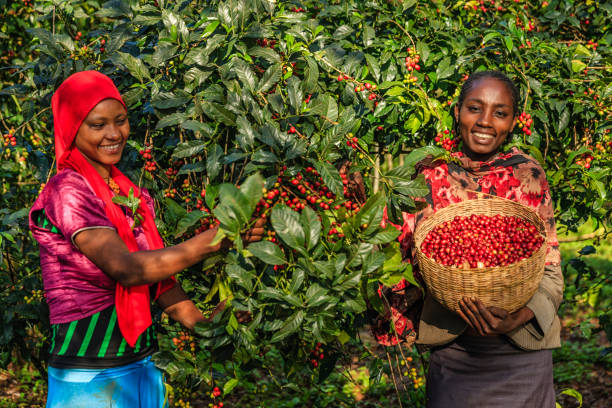 Women in Kenyan coffee