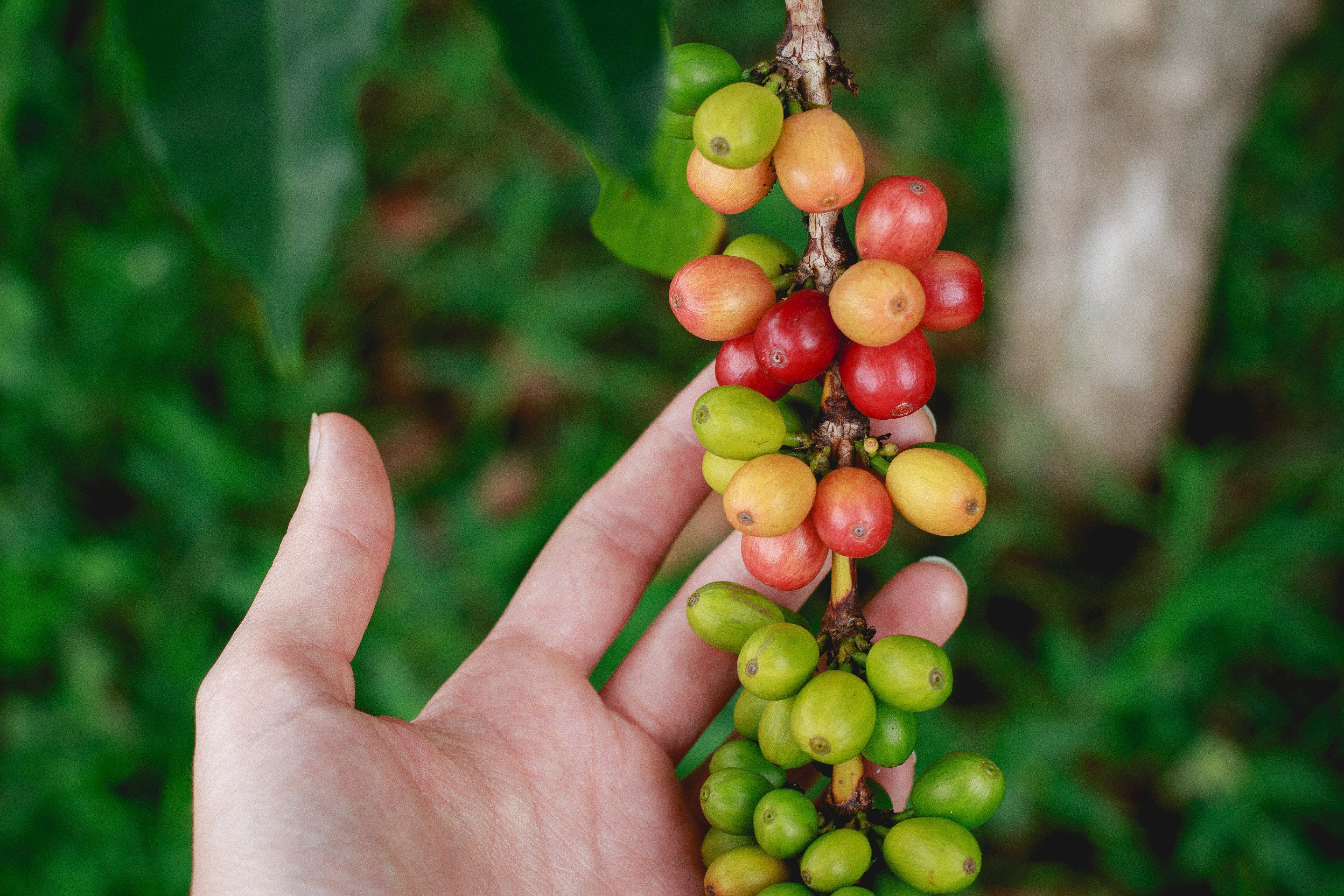 Kenya AA Coffee: The Full Story Behind Every Bag We Roast