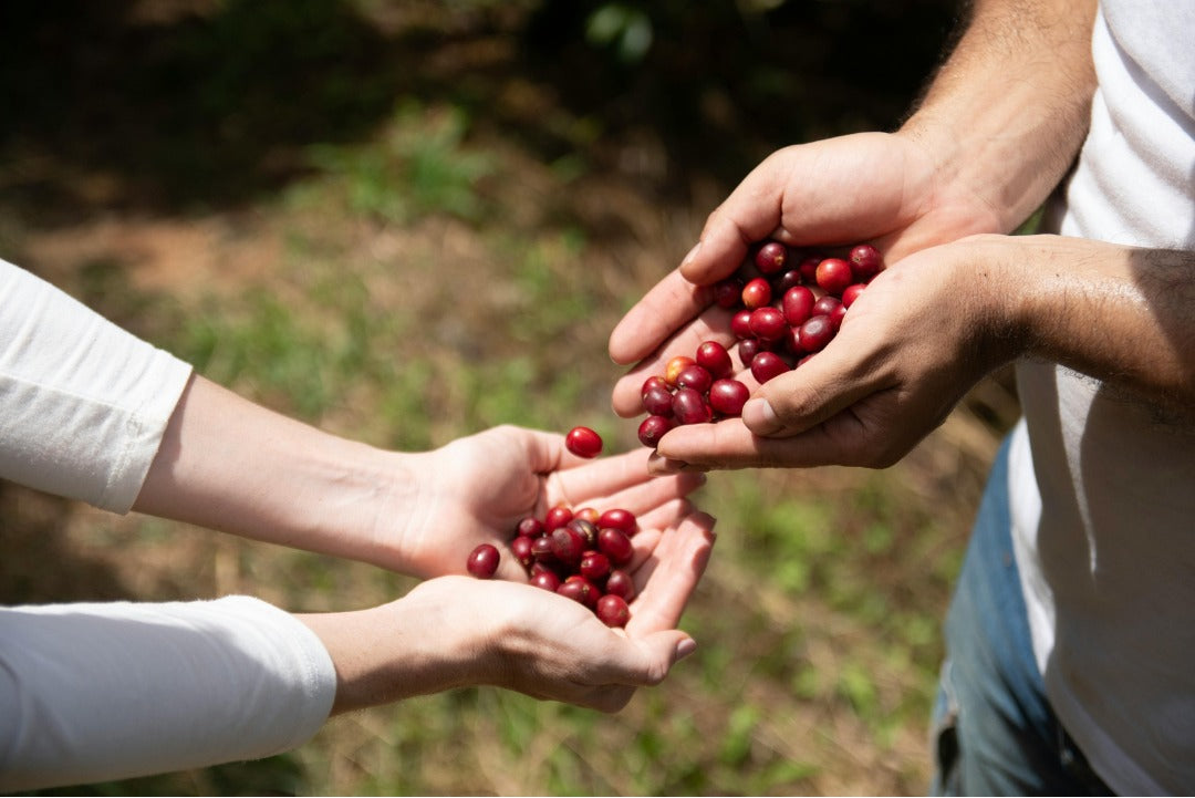 Sustainable Sips with Café Nairobi: Empowering Change, One Cup at a Time.