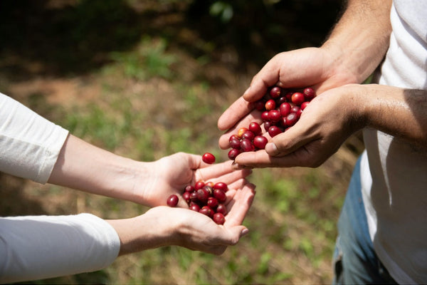 Sustainable Sips with Café Nairobi: Empowering Change, One Cup at a Time