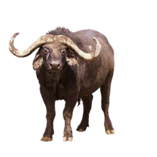 A powerful and majestic buffalo symbol representing Café Nairobi Half Caff, embodying strength and balance in every cup with reduced caffeine content.